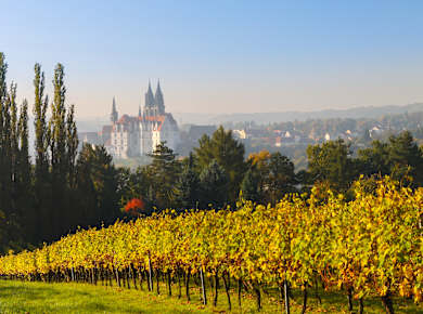 Meißen, Sächsische Weinstrasse