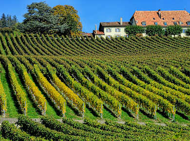 Morges, Weinbauregion La Côte