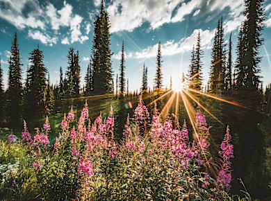 Revelstoke, Mount Revelstoke National Park