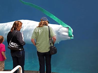 Mystic, CT, Mystic Aquarium