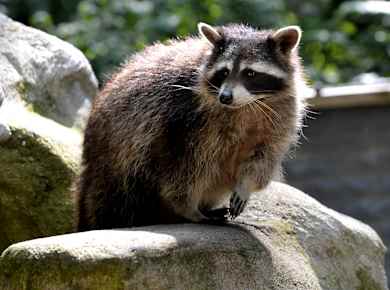 Neumünster, Tierpark Neumünster