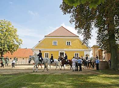 Neustadt an der Dosse, Neustädter Hengstparaden