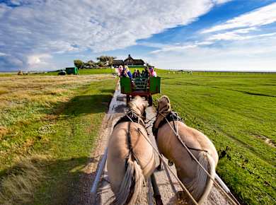 Nordstrand, Pferdewagenfahrt durchs Watt zur Hallig Südfall