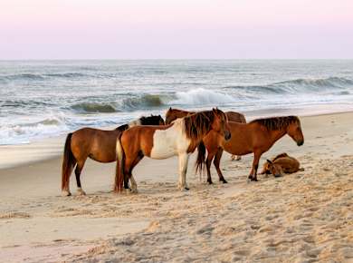 Ocean City, MD, Assateague Island