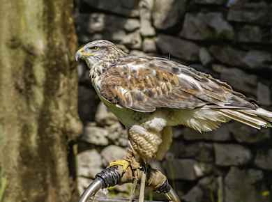 Perledo, Greifvogelschau im Garten des Castello di Vezio