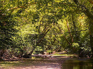Prokopi, Platane bei Wallfahrtsort Prokopi
