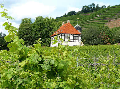 Radebeul, Weingut Hoflößnitz