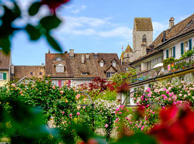 Rapperswil, Duftrosengarten für Sehbehinderte