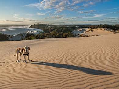 Reedsport, OR, Oregon Dunes