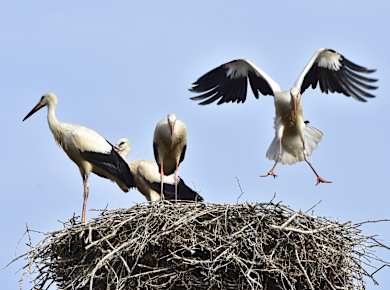 Rust, Verein zum Schutz des Weißstorches