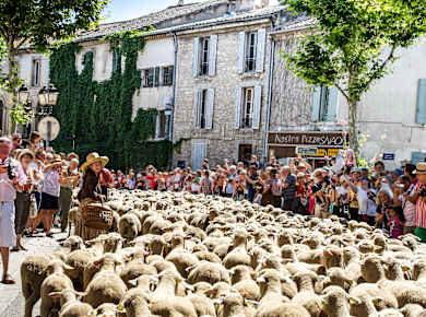 Saint-Remy-de-Provence, Fête de la Transhumance