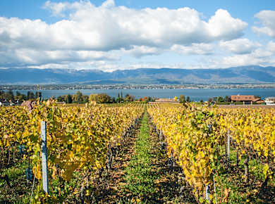Satigny, Domaines des Charmes