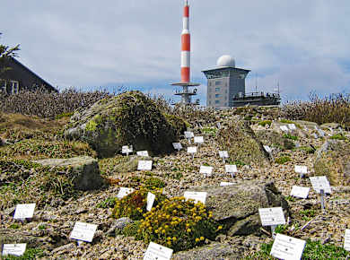 Schierke, Brockengarten