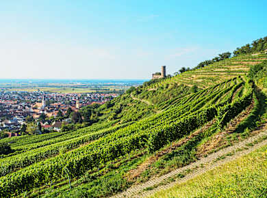Badische Weinstraße von Markgräflerland bis in Taubertal: Schriesheim