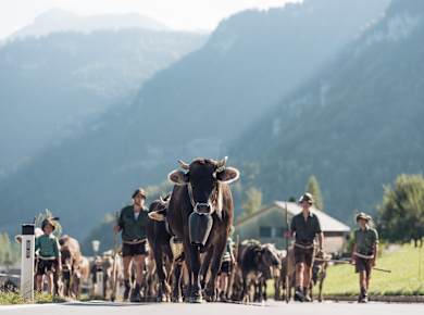 Schwarzenberg, Viehscheid