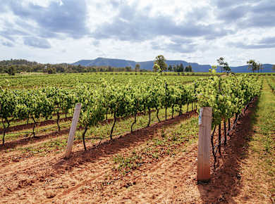 Pokolbin, Hunter Valley