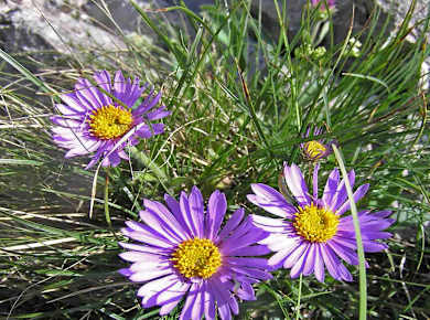 St. Jakob im Defereggental, Blumenlehrweg Oberseite