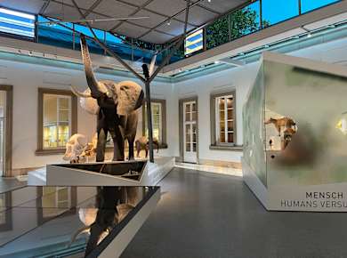 Stuttgart, Naturkundemuseum Stuttgart, Evolutionssaal Schloss Rosenstein