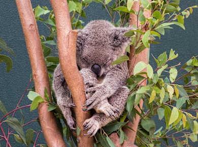 Sydney, Wild Life Sydney Zoo