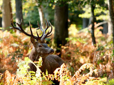 Treigny, Parc Naturel de Boutissaint