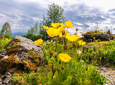Tromsø, Botanisk hage