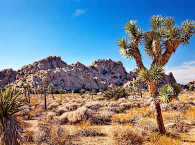 Twentynine Palms, CA, Joshua Tree National Park