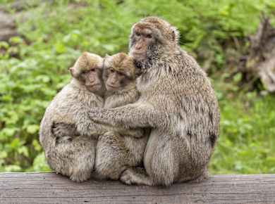 Ueckermünde, Tierpark Ueckermünde