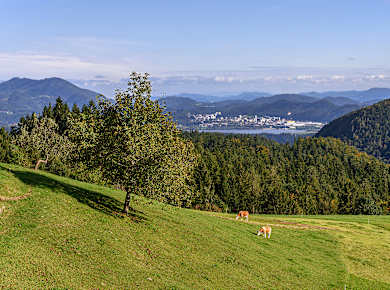 Velenje