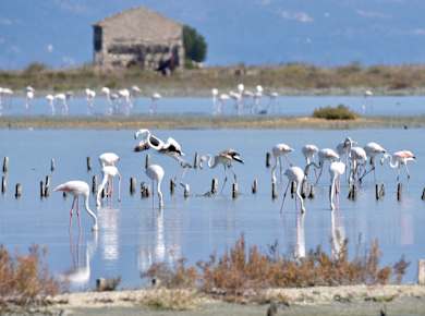 Alikes (Insel Korfu)