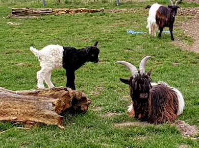 Werdum, Haustierpark Werdum