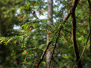 Wessobrunn, Eibenwald Spaziergang