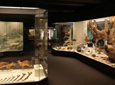 Naturmuseum Augsburg