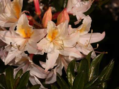 Rhododendron occidentale 4738