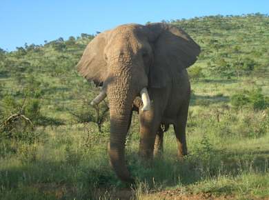 Elephant pilanesberg