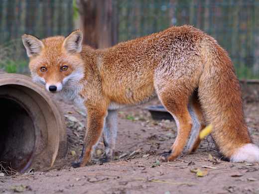 Rotfuchs, Foto: Xenia Kremer