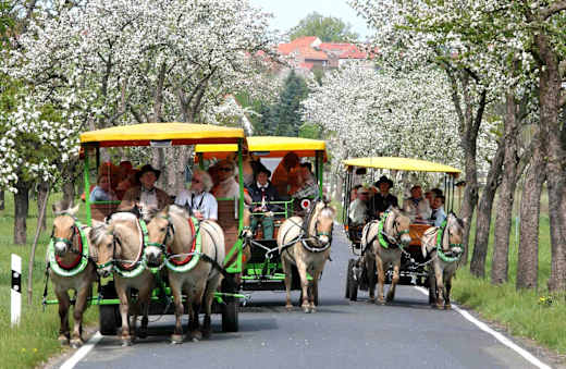 Obstbaumblüte in Döllingen, Foto: Veit Rösler, Lizenz: Veit Rösler