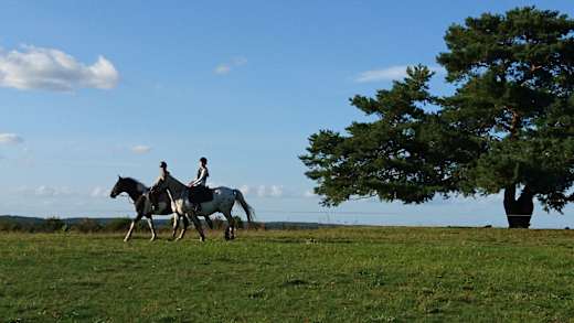 Ausritt unter dem Lieblingsbaum, Foto: Juliane Rensch