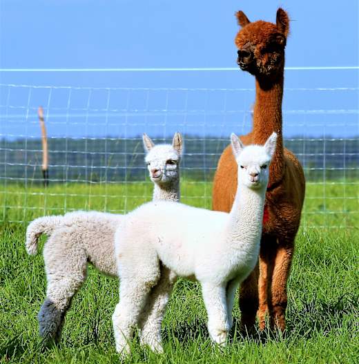 Alpacas, Foto: Matthias Schellack, Lizenz: Matthias Schellack