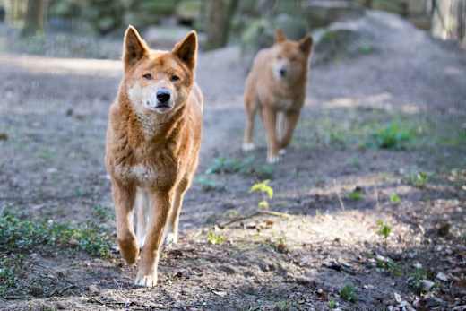 Tierpark Perleberg , Foto: Guido Michitsch, Lizenz: Tourismusverband Prignitz e.V.