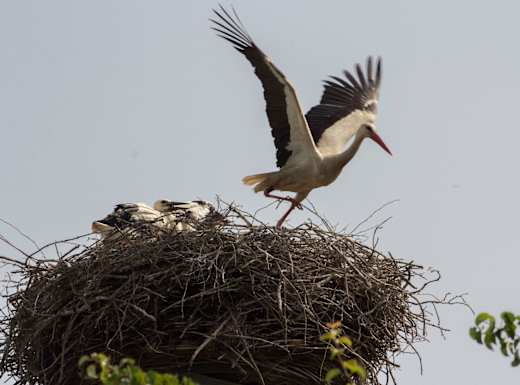 Storch Abflug vom Nest, Foto: Albrecht Hanke, Lizenz: Naturkundezentrum Spreeaue e.V