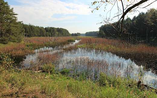 Miethsluch, Foto: Holger Rößling, Lizenz: Stiftung Naturschutzfonds Brandenburg