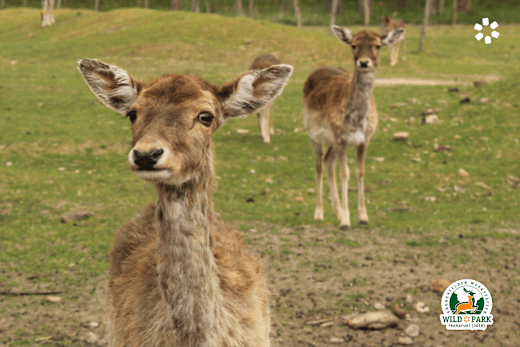 Wildpark Frankfurt (Oder), Foto: Wichern Diakonie