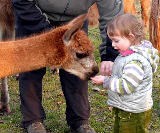 Streicheleinheit Lama und Kind, , Foto: Anita Selig-Smith , Lizenz: Märkischer Lamahof