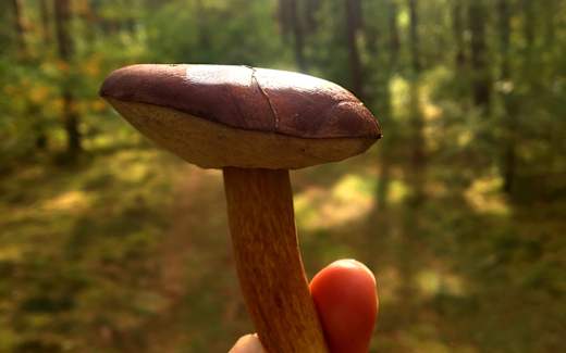 Pilz im Wald , Foto: Jannika Olesch, Lizenz: Tourismusverband Ruppiner Seenland e.V.