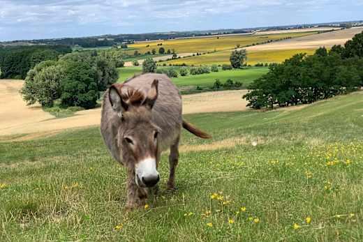 Esel aus dem Haustiergarten an den Oderhängen, Foto: Haustiergarten Mallnow