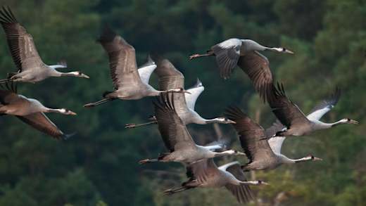 Naturparadies Grünhaus Kraniche, Foto: Frank Leo, Lizenz: NABU-Stiftung Nationales Naturerbe