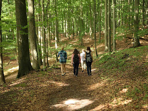 Weltnaturerbe Buchenwald Grumsin, Foto: Ronald Mundzeck, Lizenz: tmu GmbH