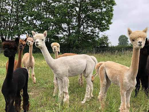 Alpakas, Foto: Alpaca-Island, Lizenz: Alpaca-Island