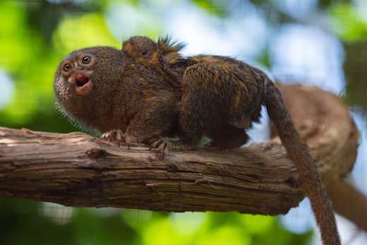 Bern, Tierpark Dählhölzli