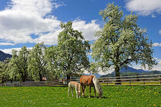 Ebbs, Fohlenhof Ebbs